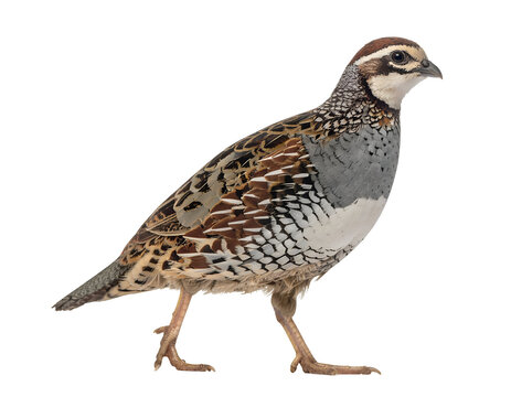 Japanese quail (Coturnix japonica) isolated on transparent png