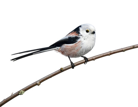 Long-tailed tit (Aegithalos caudatus) perched on branch isolated on