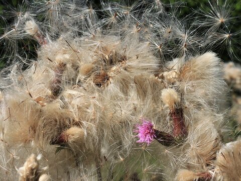 Ackerkratzdistel, Cirsium arvense, Bl&uuml;te und Fruchtstnnd. ) 
Bildet nach der Bl&uuml;tezeit, Juli bis Oktober, einen markanten Fruchtstand aus zahlreichen, nuss&auml;hnlichen Fr&uuml;chten, den sogenannten Ach&auml;nen.