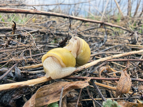 Escargot rampant sur de l'herbe s&egrave;che, Qu&eacute;bec, Canada