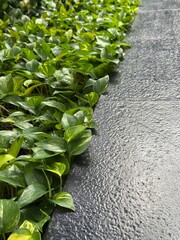 Sirih Gading,  Devil's ivy plant, Epipremnum aureum vines, golden phontos, ceylon creeper growth in garden. The plant useful as decoration and air filter © Rezmita