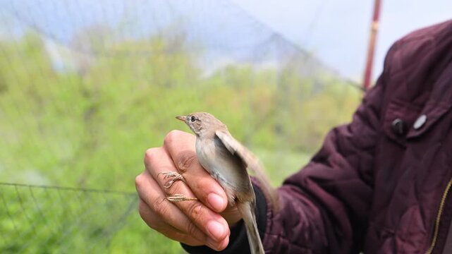 The moment of freedom for a bird returning to nature after being in human care. A perfect, emotional, and striking scene for projects focused on nature conservation and wildlife.