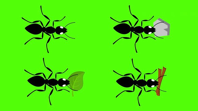 Ants carrying a leaf, twigs, and a stone on a green screen. Chroma key