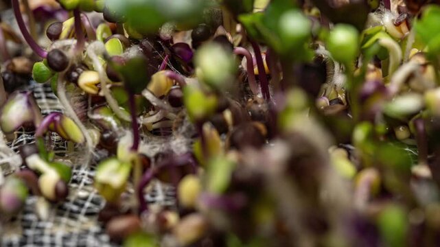 Hydroponic Microgreens Growth System Macro Timelapse Modern Agriculture Technology