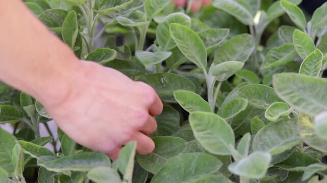 Close-up of hands harvesting fresh sage leaves from an aromatic herb plant in a garden. Concept of organic herbs, natural cooking, gardening, wellness, sustainability, and healthy lifestyle.
