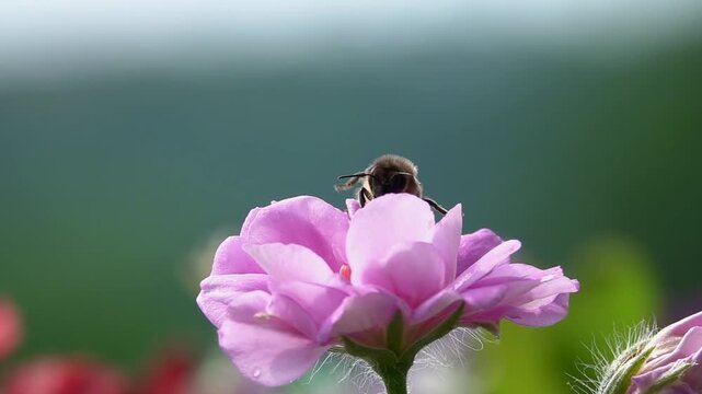 Bee on Pink Flower. Rose flower. 