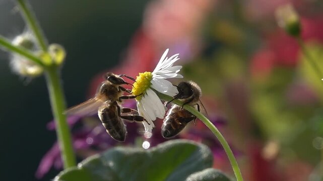 Bee on flower. Pollination. Slow motion