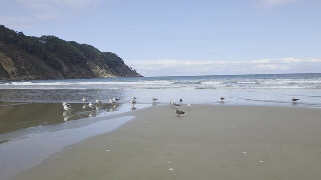 Slow panning shot of seagulls foraging on wet sandy beach with headland and ocean waves. Concha de Artedo, Spain