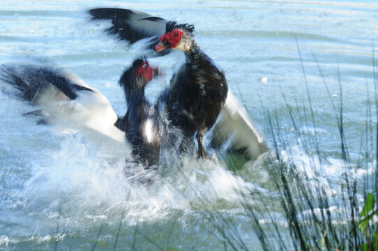 Muscovy ducks fighting