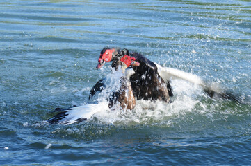 Fototapeta premium Muscovy ducks fighting