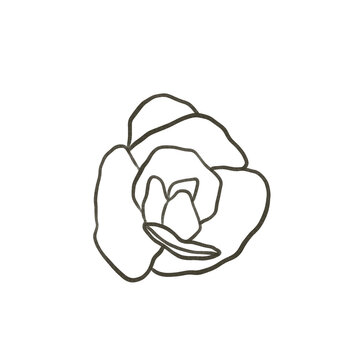 Begonia dessin noir et blanc minimaliste