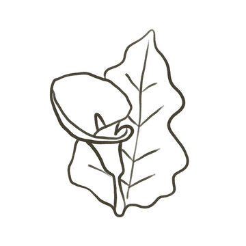 Arum minimalist flower drawing vector