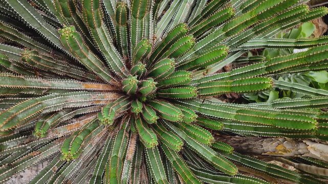 Close up of a  cactus with inception mode on a sunny day turning around in a circle.
