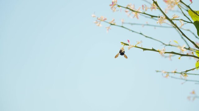 レモンの小さく白い花を飛び回り花粉を集めるハナバチ
