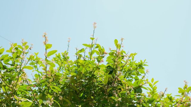 レモンの小さく白い花を飛び回り花粉を集めるハナバチ
