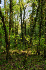 Obraz premium The area of Khosta Yew-Boxwood Grove. Sochi.