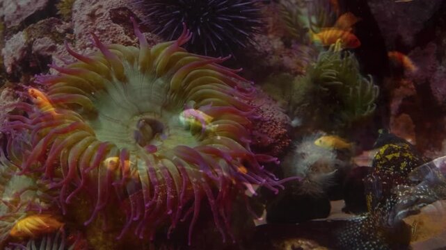 A group of translucent jellyfish gracefully pulsate and float through the dark water of a large aquarium tank. The gentle movements and soft lighting create a serene and mesmerizing visual, perfect fo