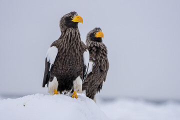 流氷の上で羽を休めるオオワシ © icebergpicture