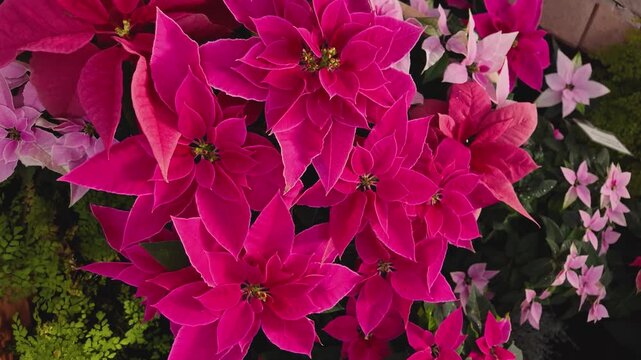 Close up of a red Poinsettia flowers on a sunny November day with an inception mode pan turning around