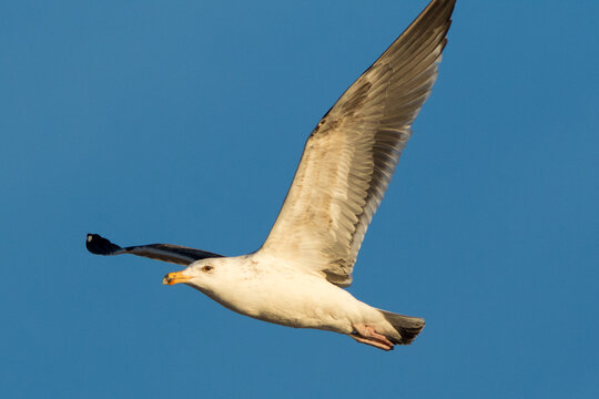 Great Black-backed Gull Larus marinus flying against blue sky at Skagen, Denmark.
