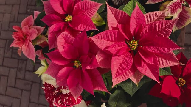 Close up of a red Poinsettia flowers on a sunny November day with an inception mode pan turning around