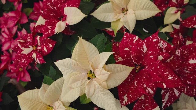 Close up of a white and red Poinsettia flowers on a sunny November day with an inception mode pan turning around