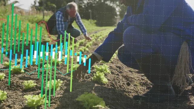 Two farm workers tending lettuce for harvest, camera pulling back, animated bars building over rows