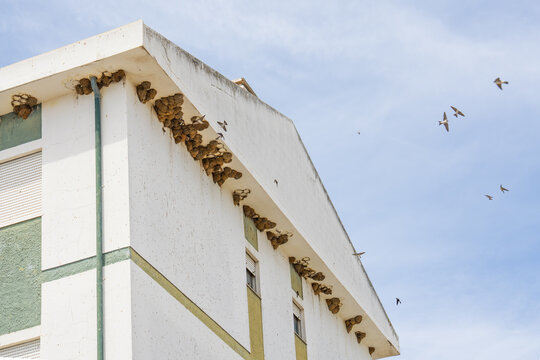 Swallows nesting beneath modern apartment building roofline