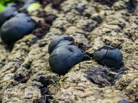 Daldinia concentrica, King Alfred's cake fungus growing on a fallen log.