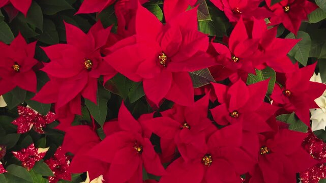 Close up of a red Poinsettia flowers on a sunny November day with an inception mode pan turning around