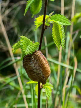 Praying mantis egg case ootheca attached to a leafy plant stem in nature