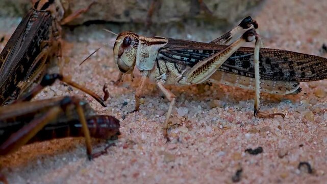 Close up of a grasshopper head moving around sandy ground on a cloudy day
