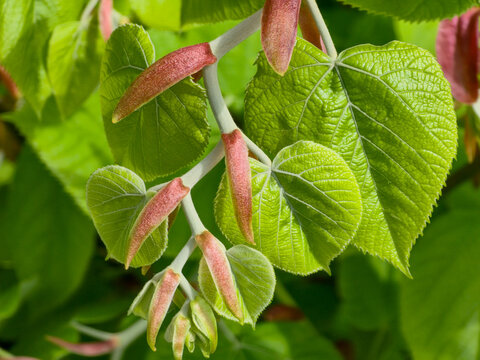 Close up of fresh green linden tree leaves and red stipules in spring sunlight