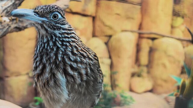 Close up of a roadrunner bird head sitting on a tree branch beside a rock wall looking around on a cloudy summer day