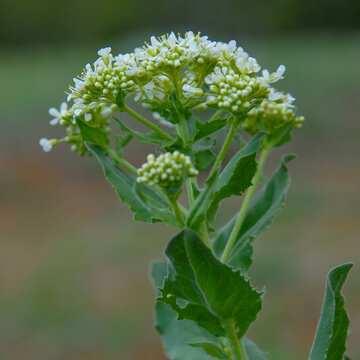 Cardaria draba blooming in the spring field