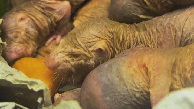 Close up of pile up naked mole rates resting together on each other in the underground burrow
