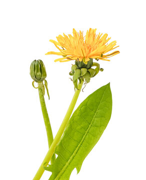 Yellow dandelion flower with a closed green bud and a textured leaf on long stems isolated on transparent background. Side view close-up. Concept of botanical growth, herbalism and spring renewal