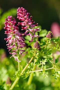 Close up of pink fumitory flowers blooming with green leaves in bright spring sunlight