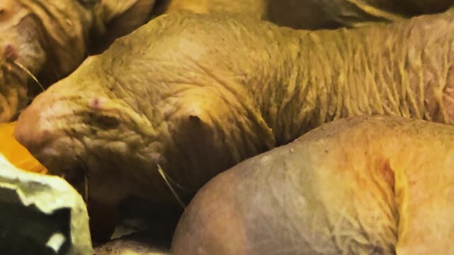 Close up of pile up naked mole rates resting together on each other in the underground burrow
