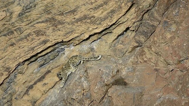 Snow Leopard hunting Ibex in Spiti, India