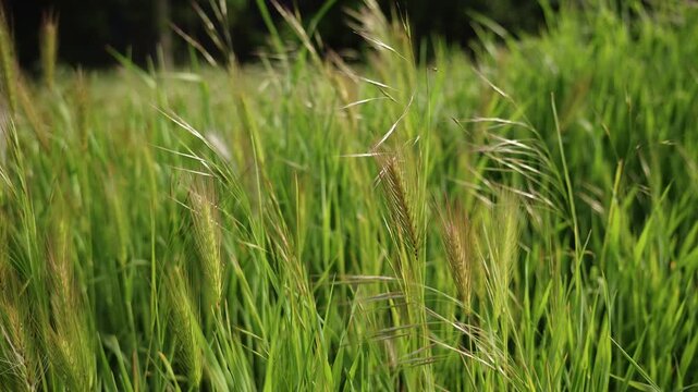 Green foxtail grass growing in a meadow with sharp seed heads moving in soft natural motion. Hazardous plant for dogs, veterinary awareness, seasonal risk, and pet safety concept