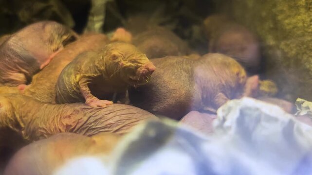 Close up of pile up naked mole rates resting together on each other in the underground burrow
