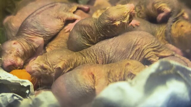 Close up of pile up naked mole rates resting together on each other in the underground burrow
