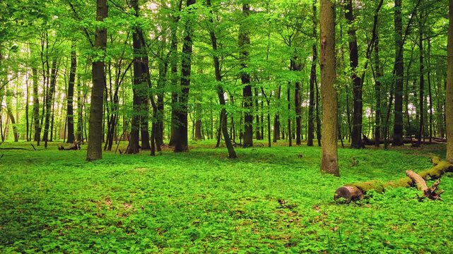 Smooth cinematic flight through lush green spring forest covered with blooming wild garlic flowers. Fresh vibrant vegetation, natural woodland atmosphere and seasonal renewal in European forest.