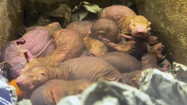 Close up of pile up naked mole rates resting together on each other in the underground burrow

