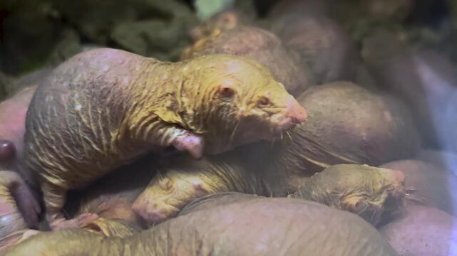 Close up of pile up naked mole rates resting together on each other in the underground burrow