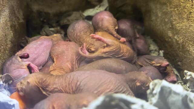 Close up of pile up naked mole rates resting together on each other in the underground burrow
