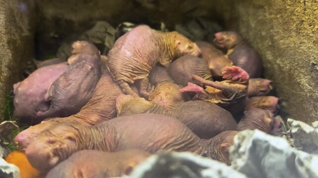 Close up of pile up naked mole rates resting together on each other in the underground burrow