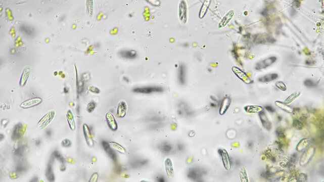 Microscopic mixed phytoplankton field rich in diatom shapes and rodlike algae, numerous cells and fragments overlapping, textured composition for biodiversity and water quality visuals, brightfield