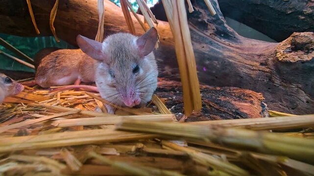 Close up of an asian weed mouse sitting on the ground with other mice and grooming it self
